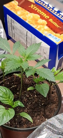 blueberry funk — seedling_rooting, day 11