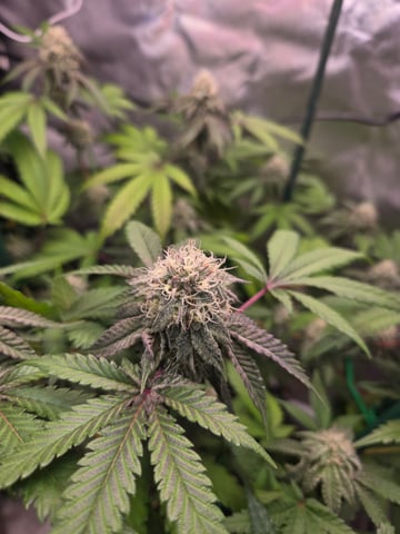 Looking for advice! — flower, day 81