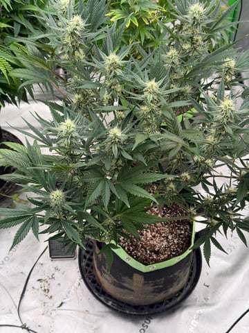 Witches Brew Autoflower by Dream Beans — flower, day 1