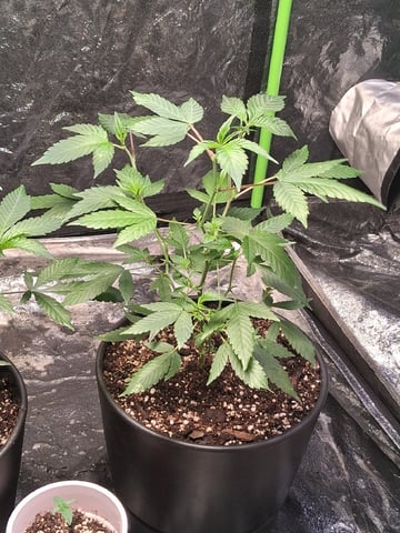 S&D  First Grow — vegetative, day 6