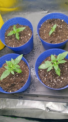 1st Batch — seedling_rooting, day 21