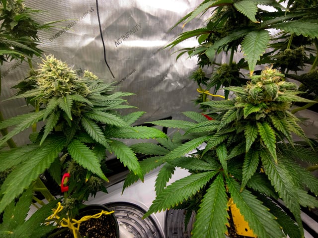 Homegrown - 🍒 🥧 & GSC Auto, 🚀 Seeds 🍌 Buttercups  — flower, day 74