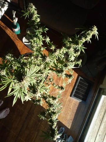 Unkown1  — flower, day 1