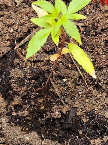 1st plant. Strain: Green Gelato AutoFlower — seedling_rooting, day 27