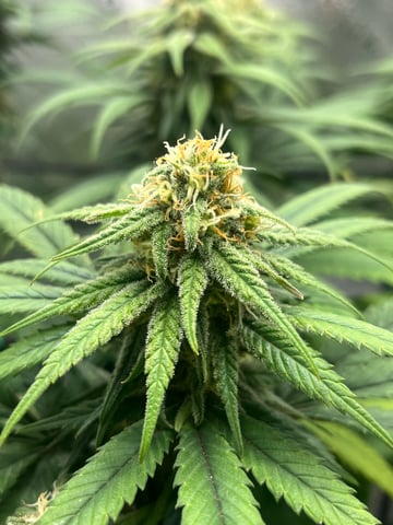 Blue Dream Photos — flower, day 83