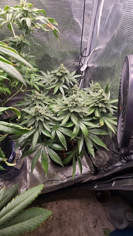 Purple Nasty By Ethos Seeds — flower, day 102