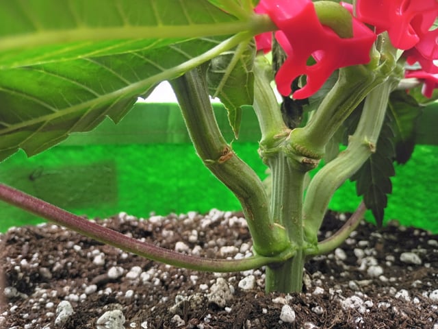 FastBuds Photo-Lemon Mandarin  — vegetative, day 51