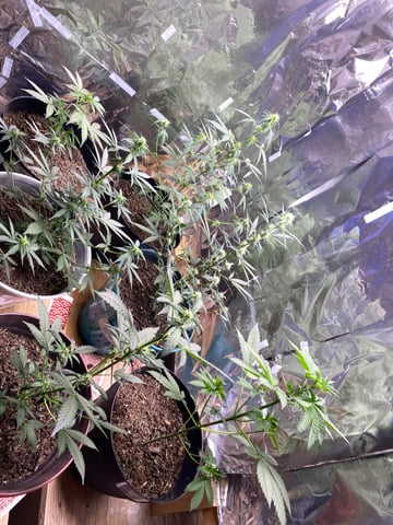 Rainbow Mints — flower, day 12