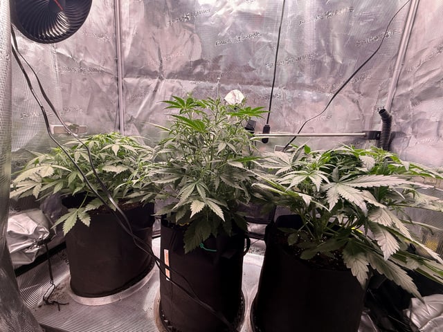 First grow — auto, day 24