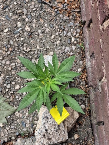 My First Grow — vegetative, day 57