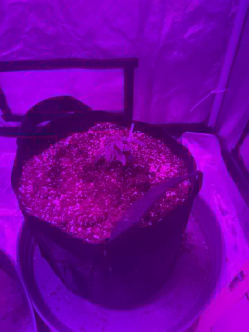 First Auto — vegetative, day 19