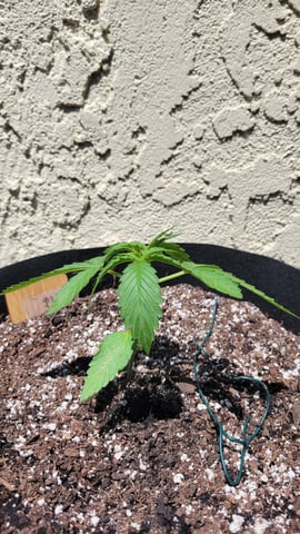 purple Kush, and Extra Large Kush — vegetative, day 9