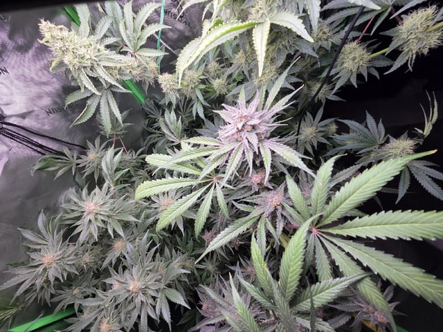 Special Kush#1 and Purple Queen Auto  — flower, day 97