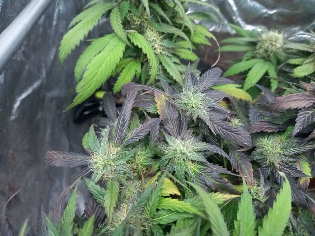 ( Guava Dawg × Sour Tangie ) F2 — flower, day 26