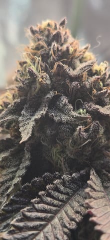 Looking for advice! — flower, day 99