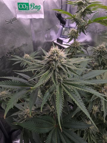 Northern lights #10 (Alaska) — flower, day 67