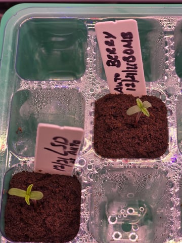 1st Auto Grow (LSD + BrB) - 1st indoor Grow — germination, day 4