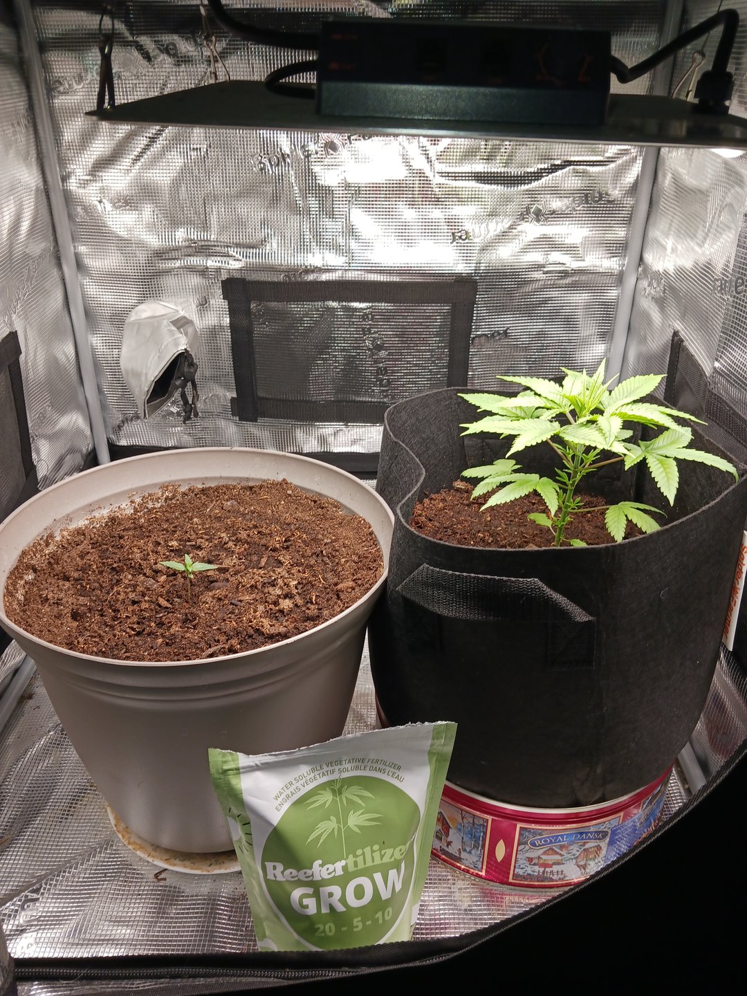 black gorilla feminized 