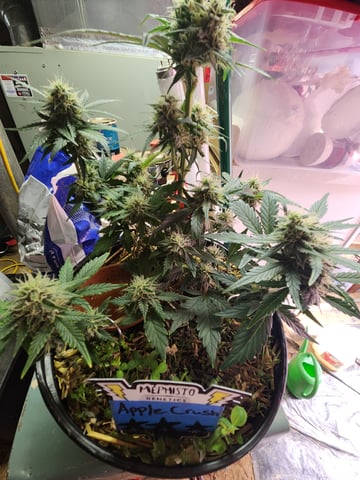 Mephisto Apple Crush in Nature's Living Soil  — flower, day 59