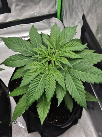 Bruce Banner #4  — vegetative, day 40