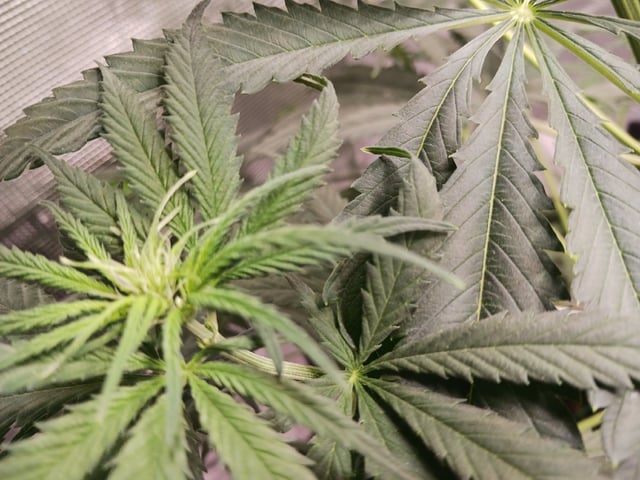 2nd Grow 2026  — vegetative, day 44