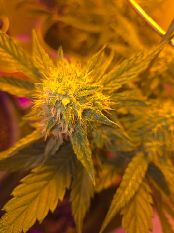 high octane x holy grail  — auto, day 26