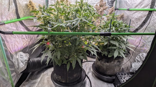 Perpetual Autoflower Mixed Grow #3 — flower, day 94