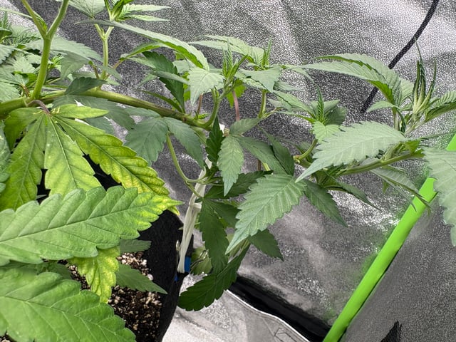 grow tent  — vegetative, day 7