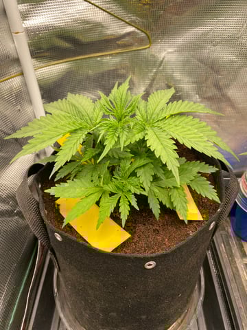 blackberry marshmallows  — vegetative, day 23