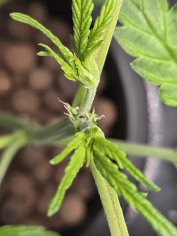 STELLA — vegetative, day 46