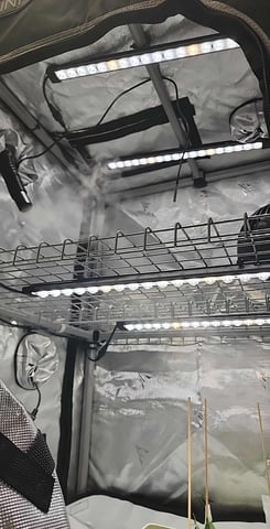 Girl Scout Cookies  — germination, day 1