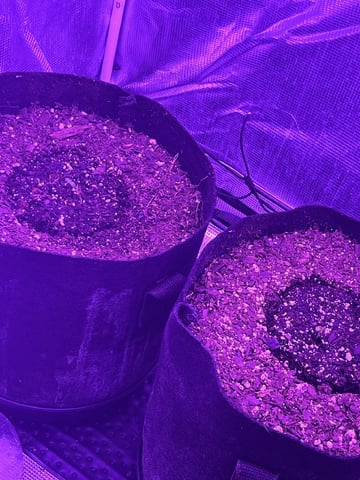 420 Fast Buds  — seedling_rooting, day 4