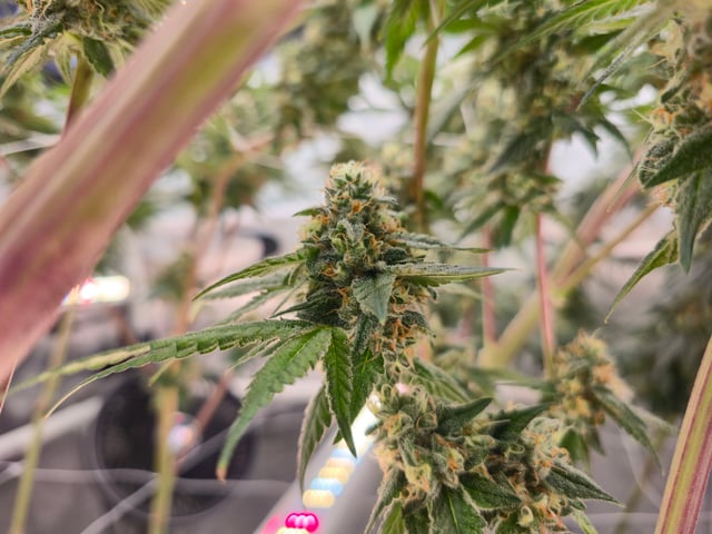 Grow 3 — flower, day 51