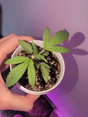 2025-26 — seedling_rooting, day 4