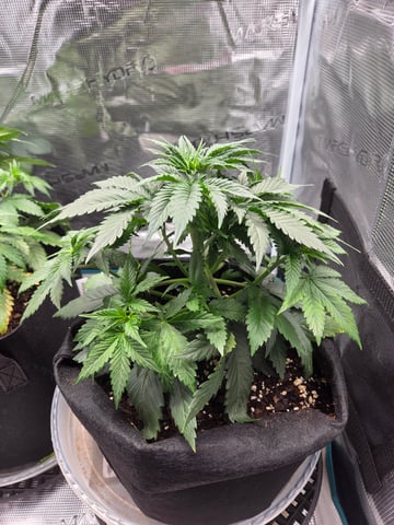second grow — vegetative, day 24