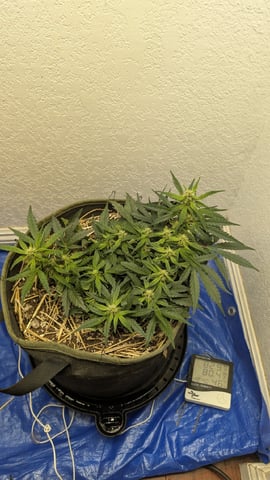 Sativa Summer Autos — flower, day 42
