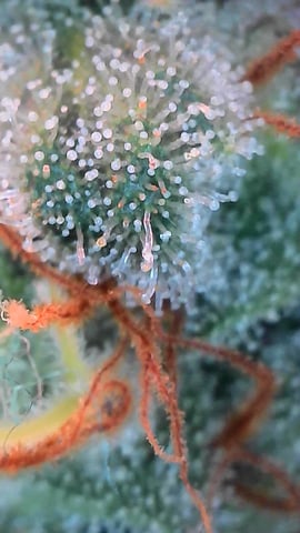Dante's Inferno Rerun — flower, day 151
