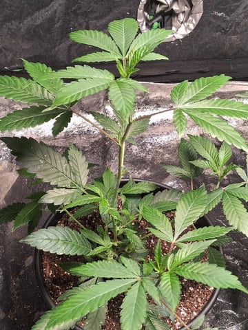 S&D  First Grow — vegetative, day 3