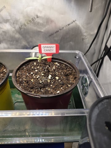 Granny Candy and PLCG — grow_setup, day 13