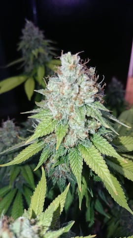 Closet grow  — flower, day 92