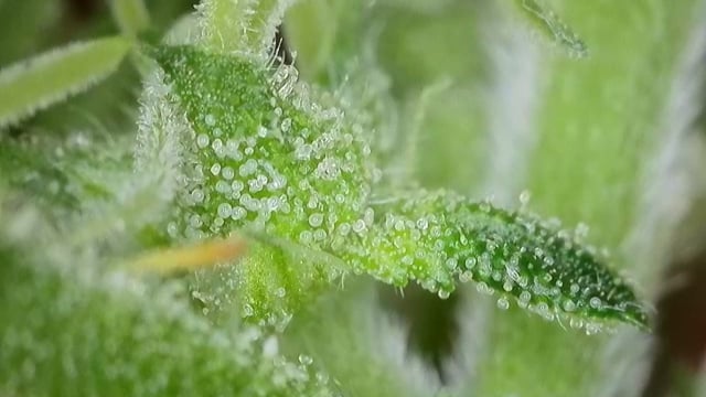 Ace Killer OG — flower, day 76