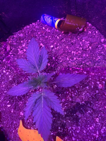 RQ Special Queen  — vegetative, day 1
