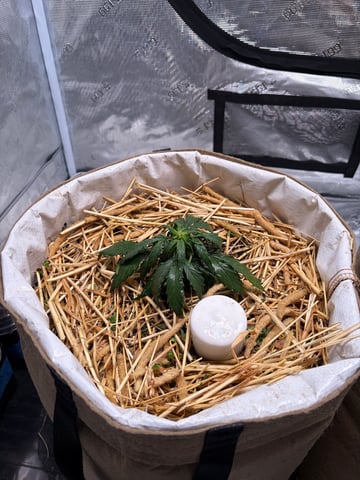 510 First Run! — flower, day 39