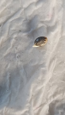 banana blaze  — grow_setup, day 5