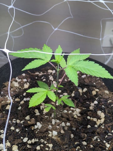 Audrey III — vegetative, day 46