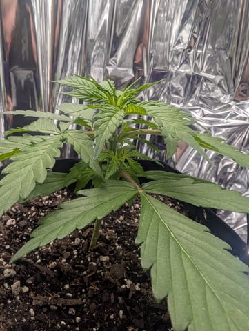 Zkittlez (Auto) — vegetative, day 25