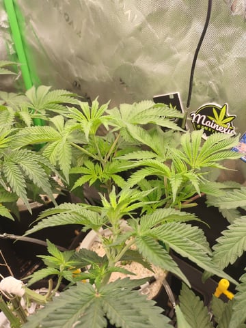 Mainely Genetics Micro Pheno Hunt — flower, day 42