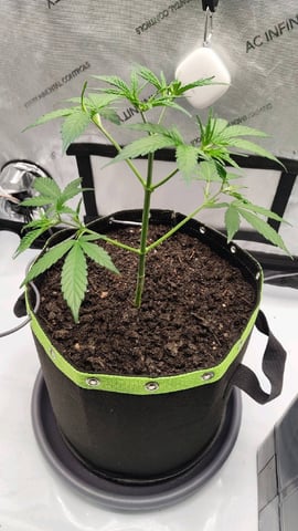 Critical Runtz ( Sensi Seeds ) — vegetative, day 18