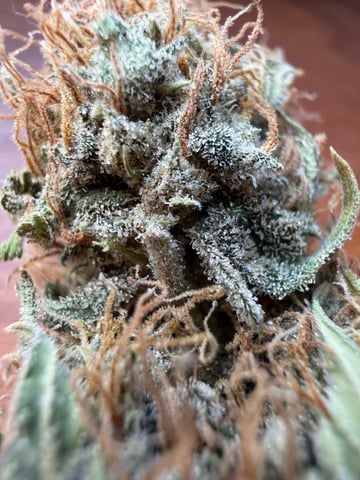 dr_Greenthumb