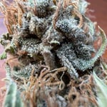 dr_Greenthumb